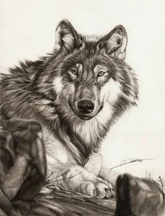 lying wolf by ambr0 on deviantart realistic pencil drawings pencil drawings of animals