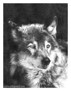 wolf pencil drawing