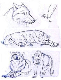 wolf sketches which i will be using for reference only drawing sketches wolf drawings