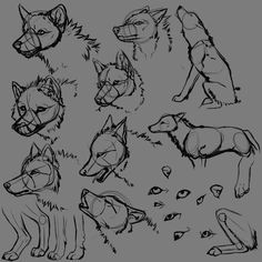 wolf anatomy 3 by jaumaruyama on deviantart