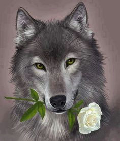 wolf with white rose