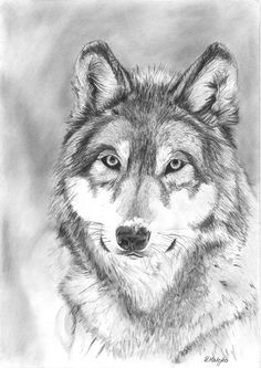 wolf original graphite pencil drawing by graphiteartstudio a 25 00 pencil art pencil portrait drawing