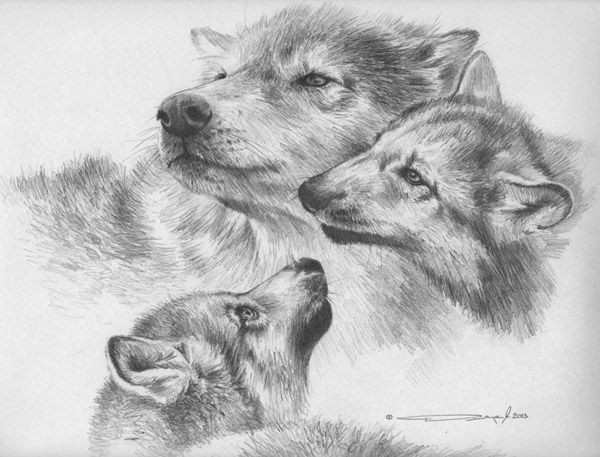 wolf pencil study by denismayerjr on deviantart