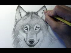 drawing time lapse wolf