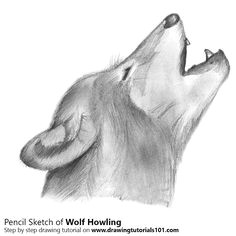 drawingtutorials101 com wolf howling drawing