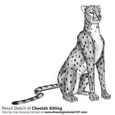 how to draw a cheetah sitting with pencils time lapse cheetah is a wild