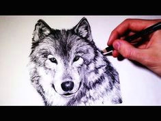 how to draw a realistic wolf time lapse