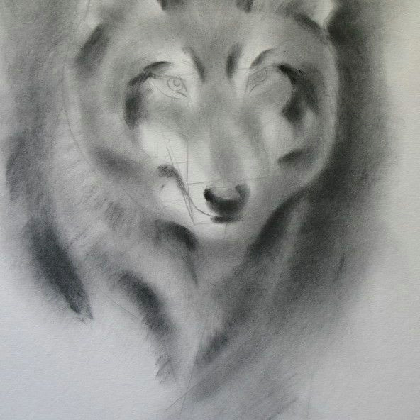wolf drawing shading