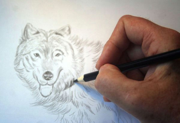 draw the wolf fur how to draw the wolf s fur