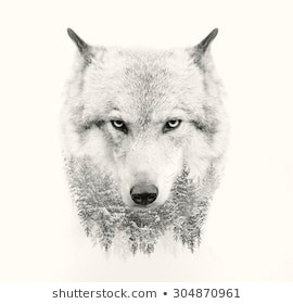the wolf face on white background double exposure