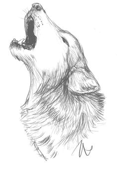 howling wolf sketch
