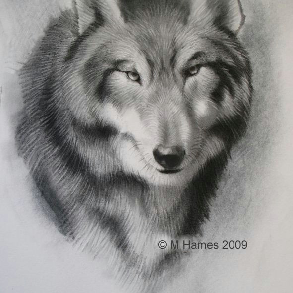 draw a wolf competed wolf drawing