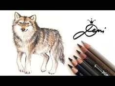 wolf zeichnen lernen wolfzeichnung how to draw a wolf kd do n dµ n d n n d d d n d do