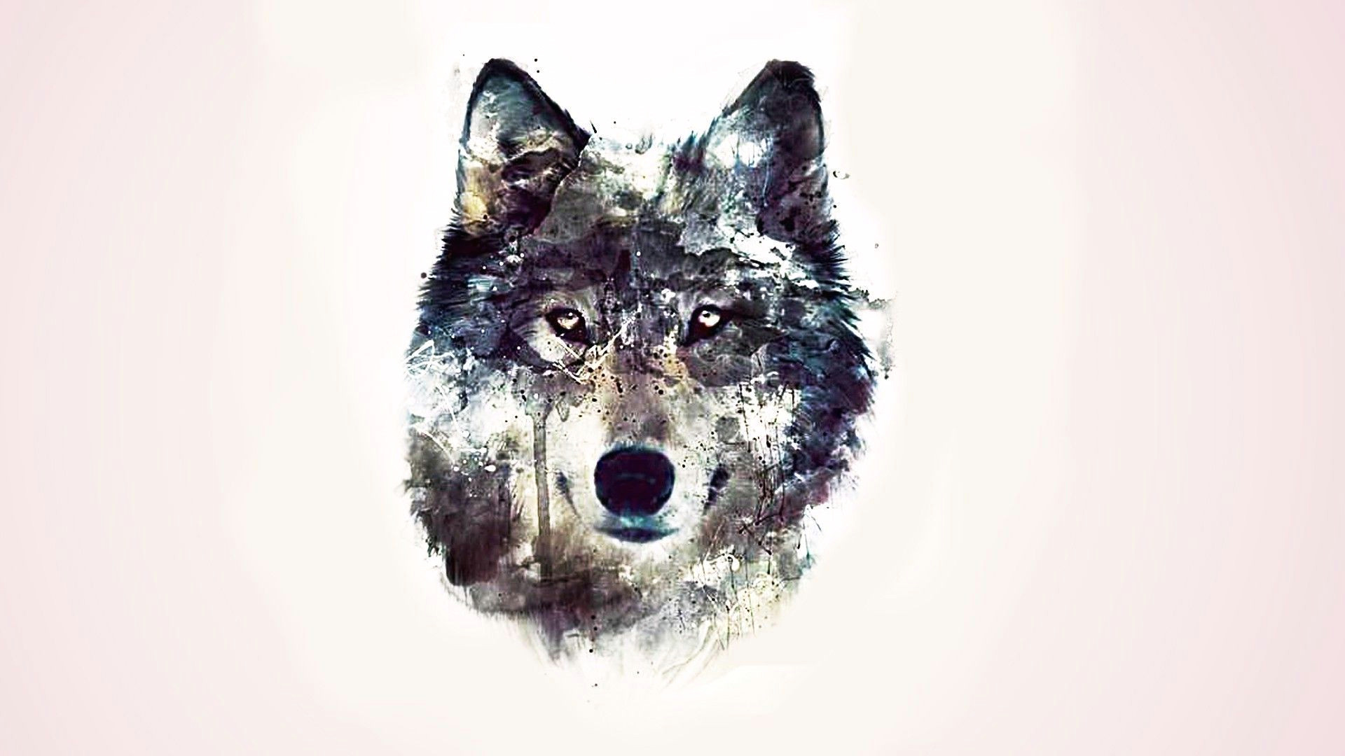 drawn wallpaper wolf pencil and in color drawn wallpaper wolf