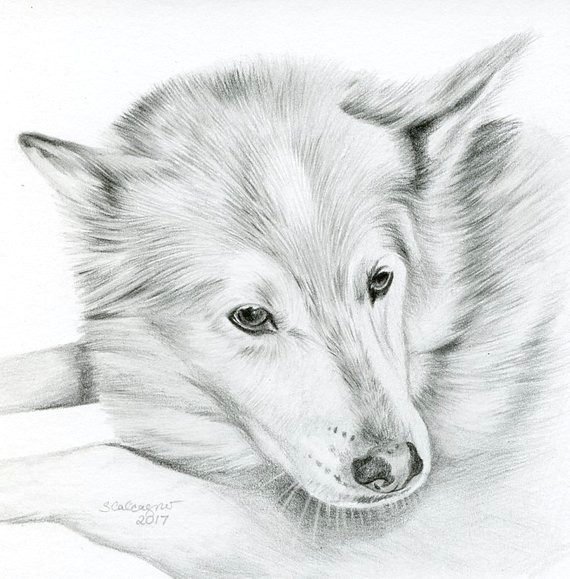 custom pencil cat sketch size 4 x 4 or 5 x 5 pet portrait cat lover gift cat art dog portrait