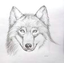 image result for easy drawings of wolves in pencil