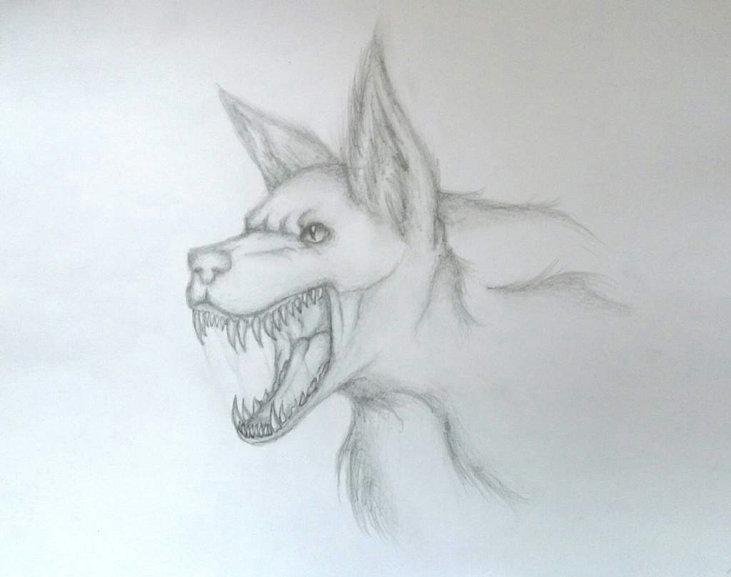 Wolf Jaw Drawing My Wolf Drawing A A Od Y O U T U Bea A Amino