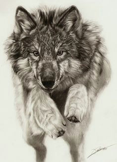 Wolf Jumping Drawing Die 2282 Besten Bilder Von Wolfe Phantasie Drawings Wolf