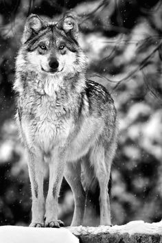 this wolf still hunts me today it took blood what will satisfy the wolf