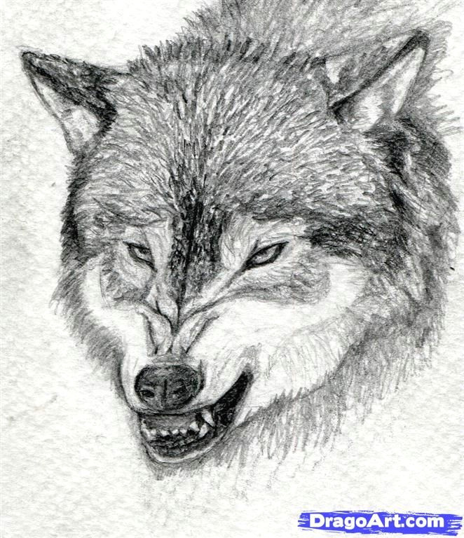 Wolf Laying Down Drawing How to Draw A Growling Wolf Step 15 Art