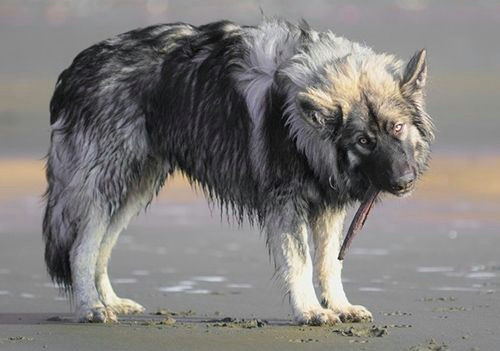 the dire wolf project is a breeding program by the american alsatian breeder s club that started in 1988 with the goal of bringing back the look of the