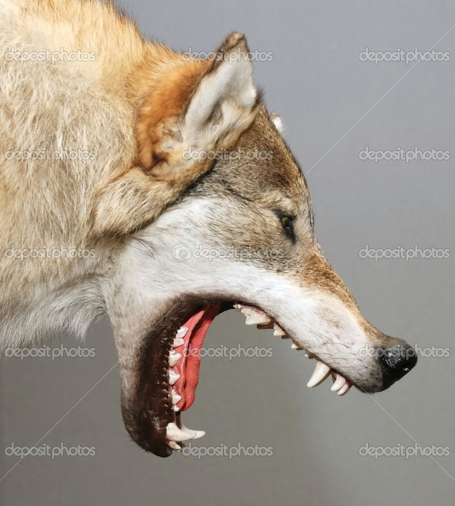 wolf mouth open google search