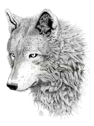 saatchi art artist pablo peralta drawing wolf art
