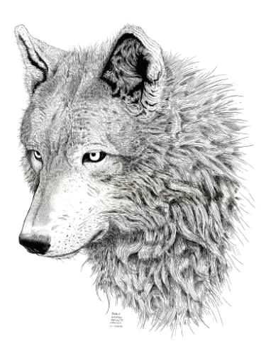 Wolf Native Drawing Wolf Drawing by Pablo Peralta Wolf and Tattoo