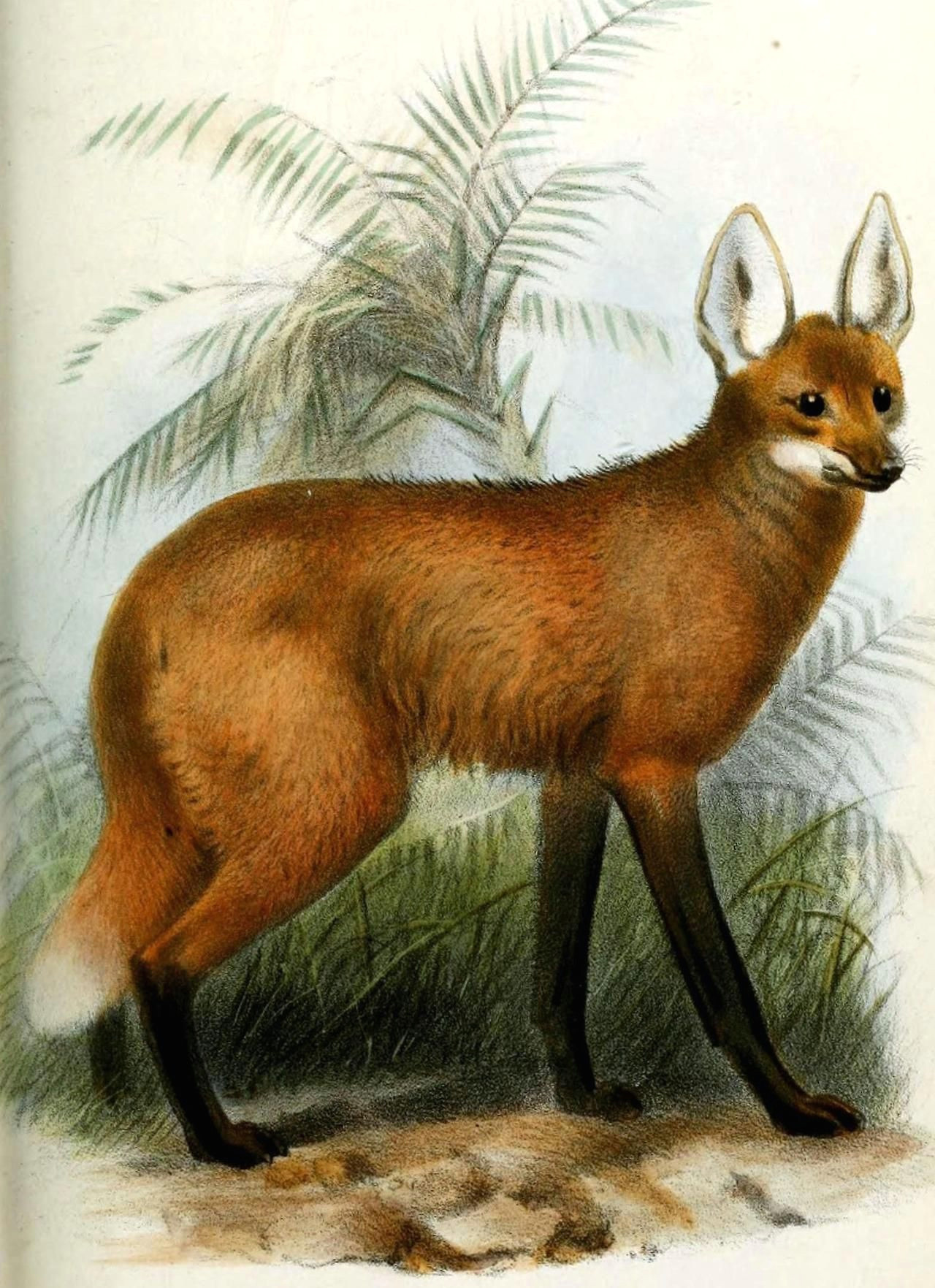 maned wolf