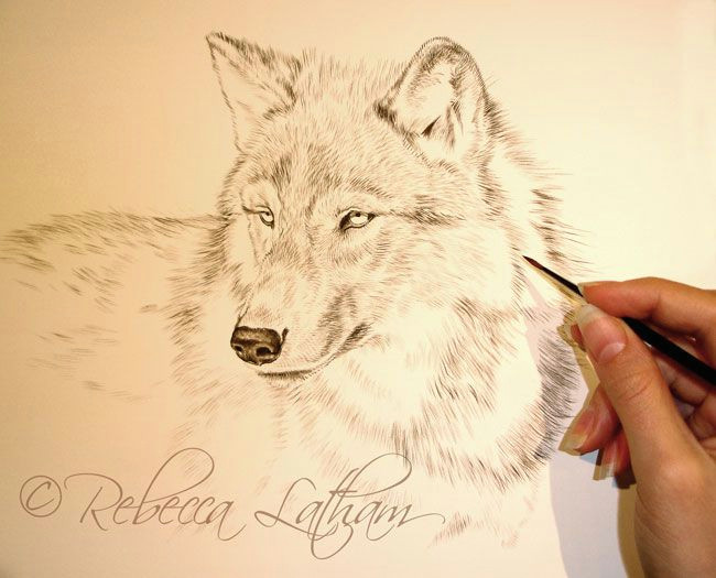 new wolf portrait in miniature paintings of wildlife nature by rebecca latham wolf sketch