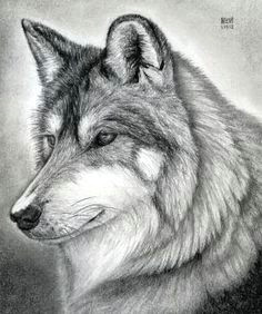 how to draw a wolf free online drawing tutorial added by finalprodigy january pm