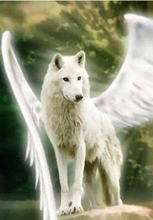 wolf w wing wolf pictures wolf love white wolf wolf spirit