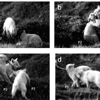 sequence of interactions among wolf pups illustrate the social context in which pups learn the consequences