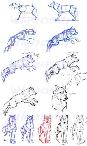 guides to drawing wolves how to pinterest drawings animal drawings and wolf sketch