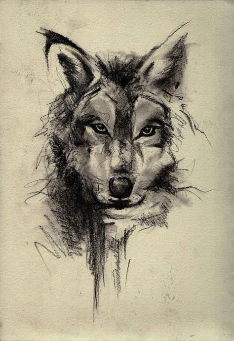 wolf face sketch art wallpaper best iphone wallpaper
