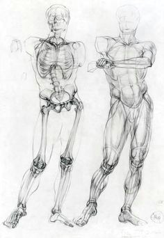 academic drawing skeleton and muscle flesh cover side by side