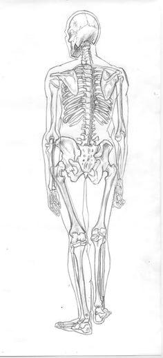 cgtalk beginners lounge emily gordon a anatomy x ray drawing
