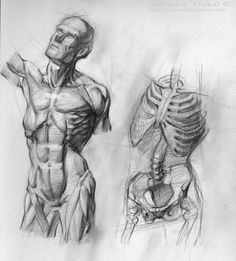 gross anatomy eye anatomy human anatomy drawing anatomy study anatomy art