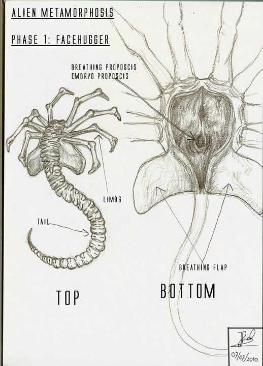 facehugger by mikujin alien vs predator creatures art drawings xenomorph lungs