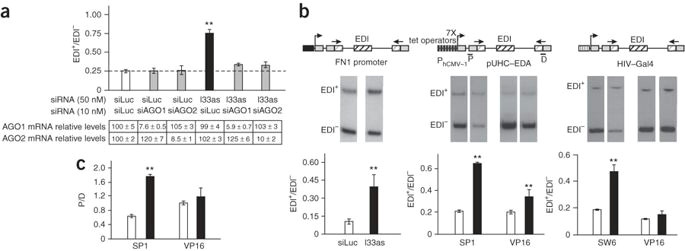 a above knockdown of either ago1 or ago2 is equally effective in abolishing the effect of i33as on edi alternative splicing