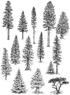 how to draw trees conifers by landscape drawing artist claudia nice