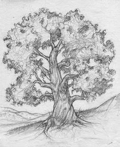 tree drawing tree sketches tree drawings drawing trees drawing sketches sketching