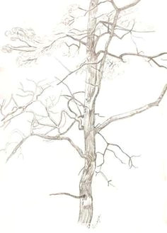 how to draw trees tutorial excellent the pdf is fantastic http