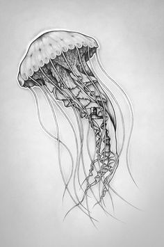 octopus sketch octopus drawing jellyfish drawing jellyfish art fish drawings animal