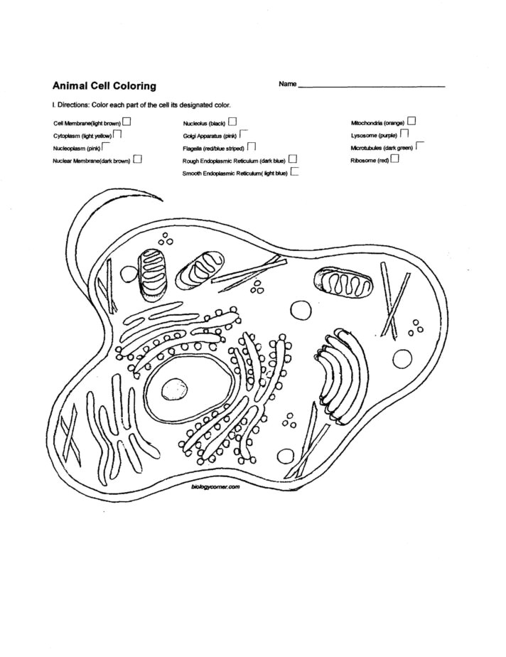 biology corner plant cell color pages tremendous image inspirations biologycorner com coloring animal drawing at getdrawings scaled ameba the brain diagram sheet 712x924 jpg