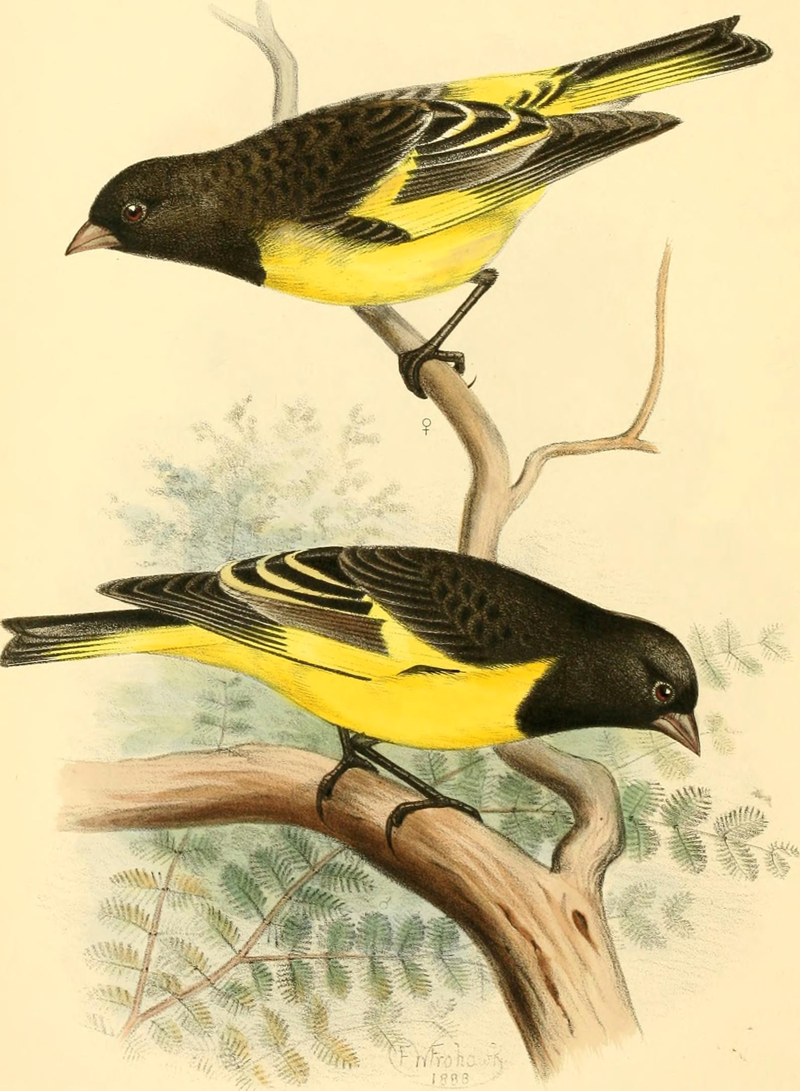 a monograph of the weaver birds 2c ploceidae 2c and arboreal and terrestrial finches 2c fringillidae 281888 29 2814563890138 29 jpg