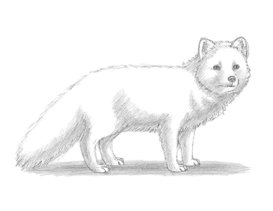 draw arctic fox jpg