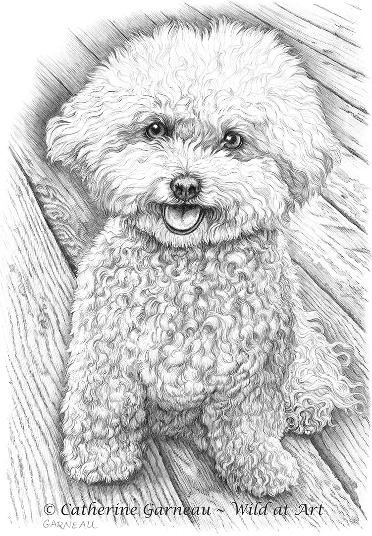 graphite portrait bichon frise hershey jpg