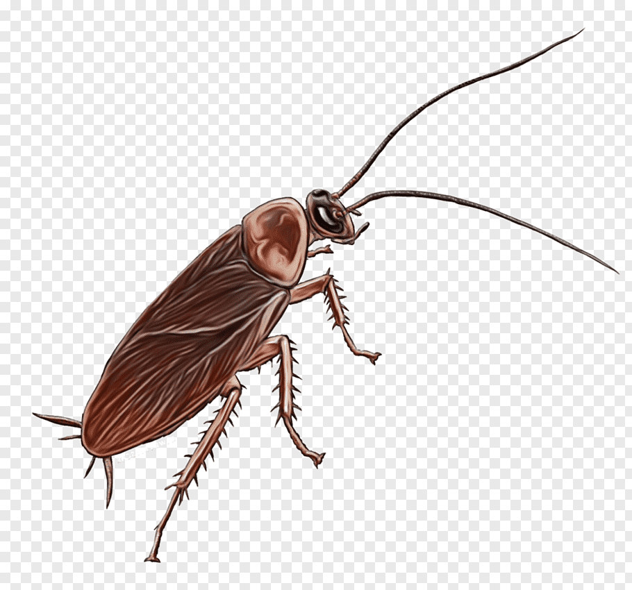 watercolor drawing paint wet ink cockroach pest german cockroach beetle blattodea png clip art png