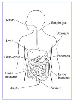 87e31f5cc837ba9f8e9a4ecf32b19a9b body systems gut health jpg